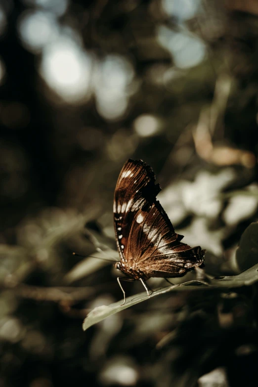 the brown erfly is perched on top of the leaf