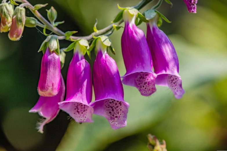 some pretty flowers are hanging from a tree nch