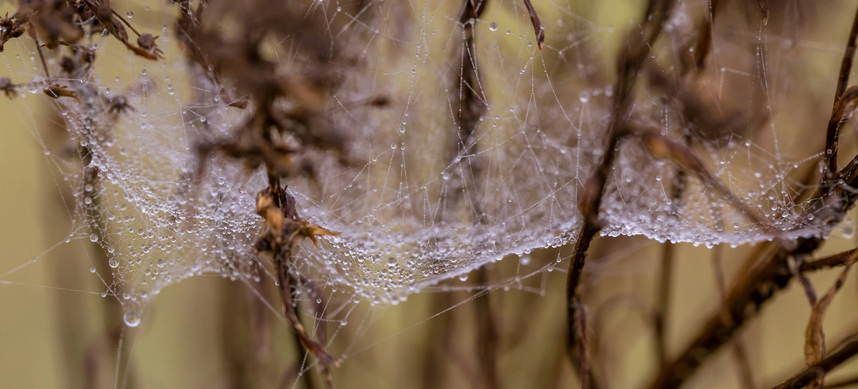 a spiderwefe web hangs from a tree with dew on it