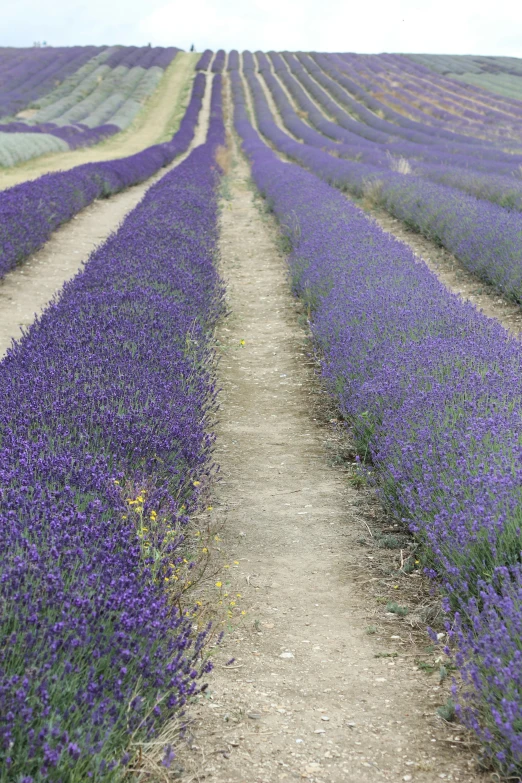 an empty path is seen next to purple flowers