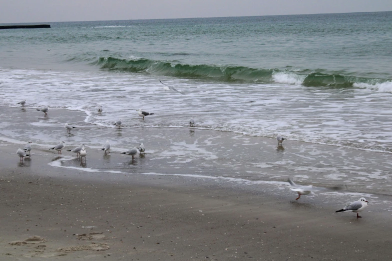 many seagulls on the beach and waves at the shore