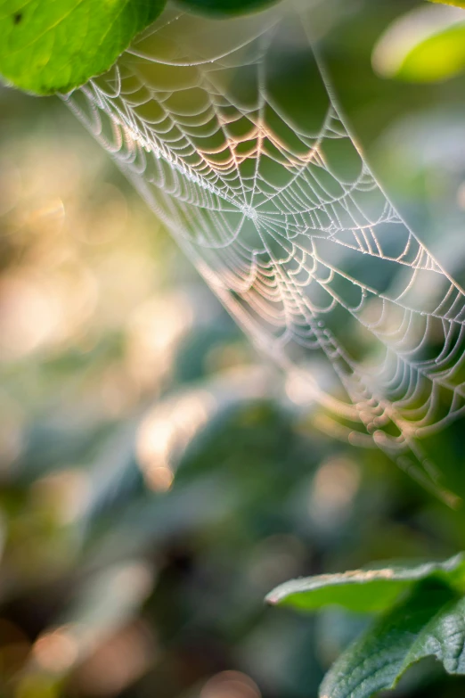 spider web covered in dew on top of a leaf