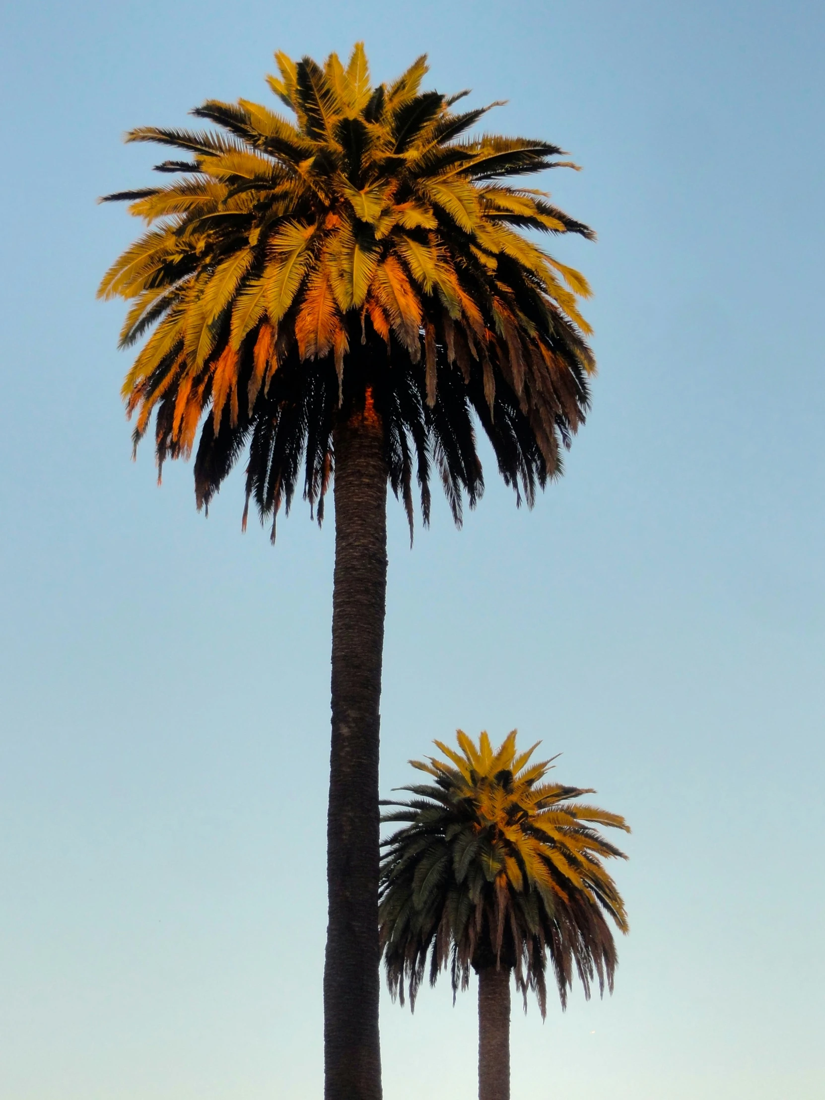 two tall palm trees are against the clear blue sky