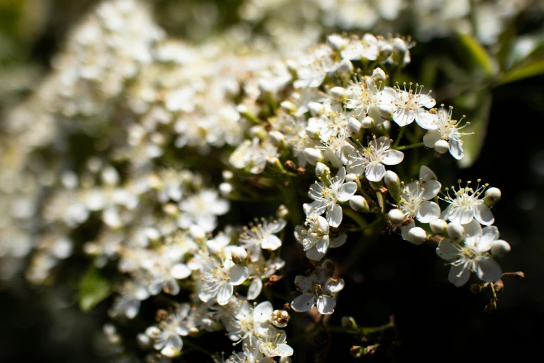 small white flowers with leaves on them are growing