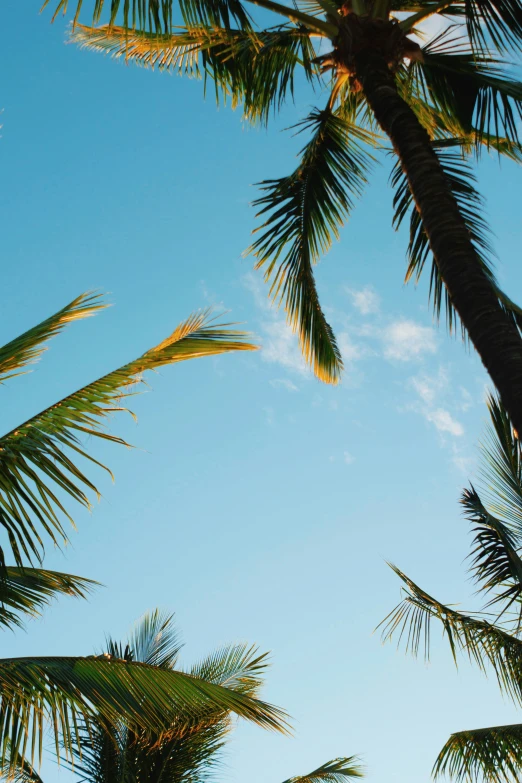 looking up at the top of palm trees