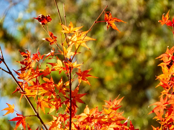 a nch with some red, yellow and orange leaves