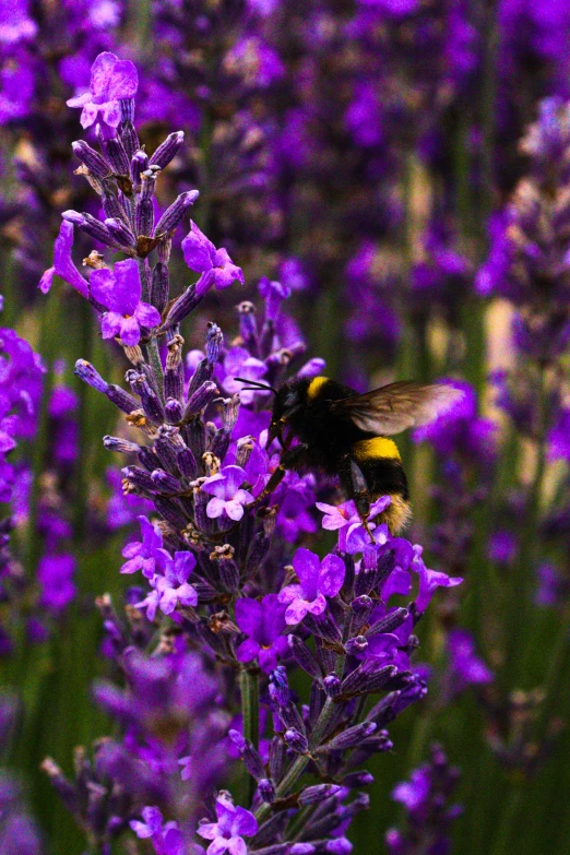 a bee on a purple plant in a field