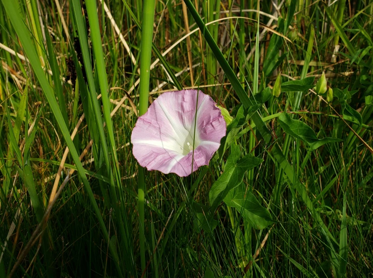 a purple and white flower in a grassy area