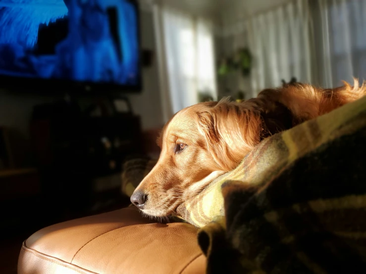 a brown dog is laying down on the couch