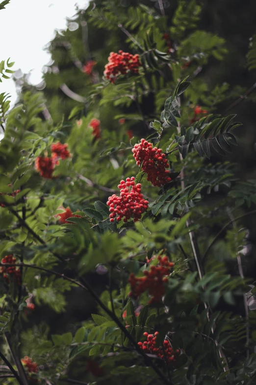 a tree filled with lots of red flowers on it