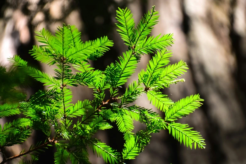 a nch with green leaves in the sunlight