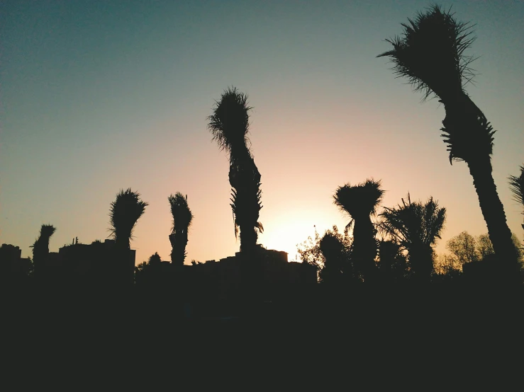 a view of a cactus in the sunset from behind