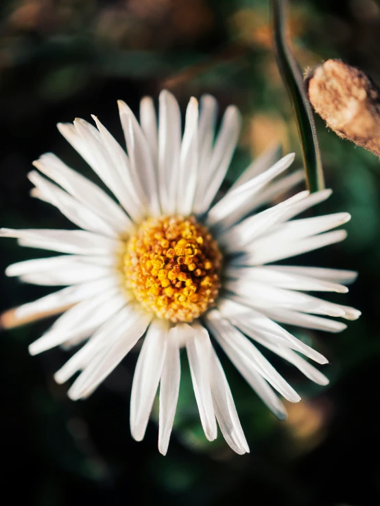 a close - up s of a white daisy