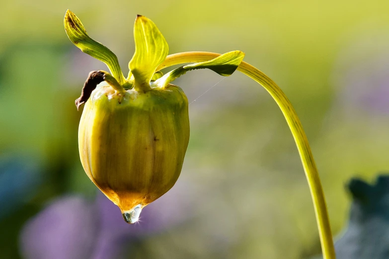 this is a close up view of a yellow flower