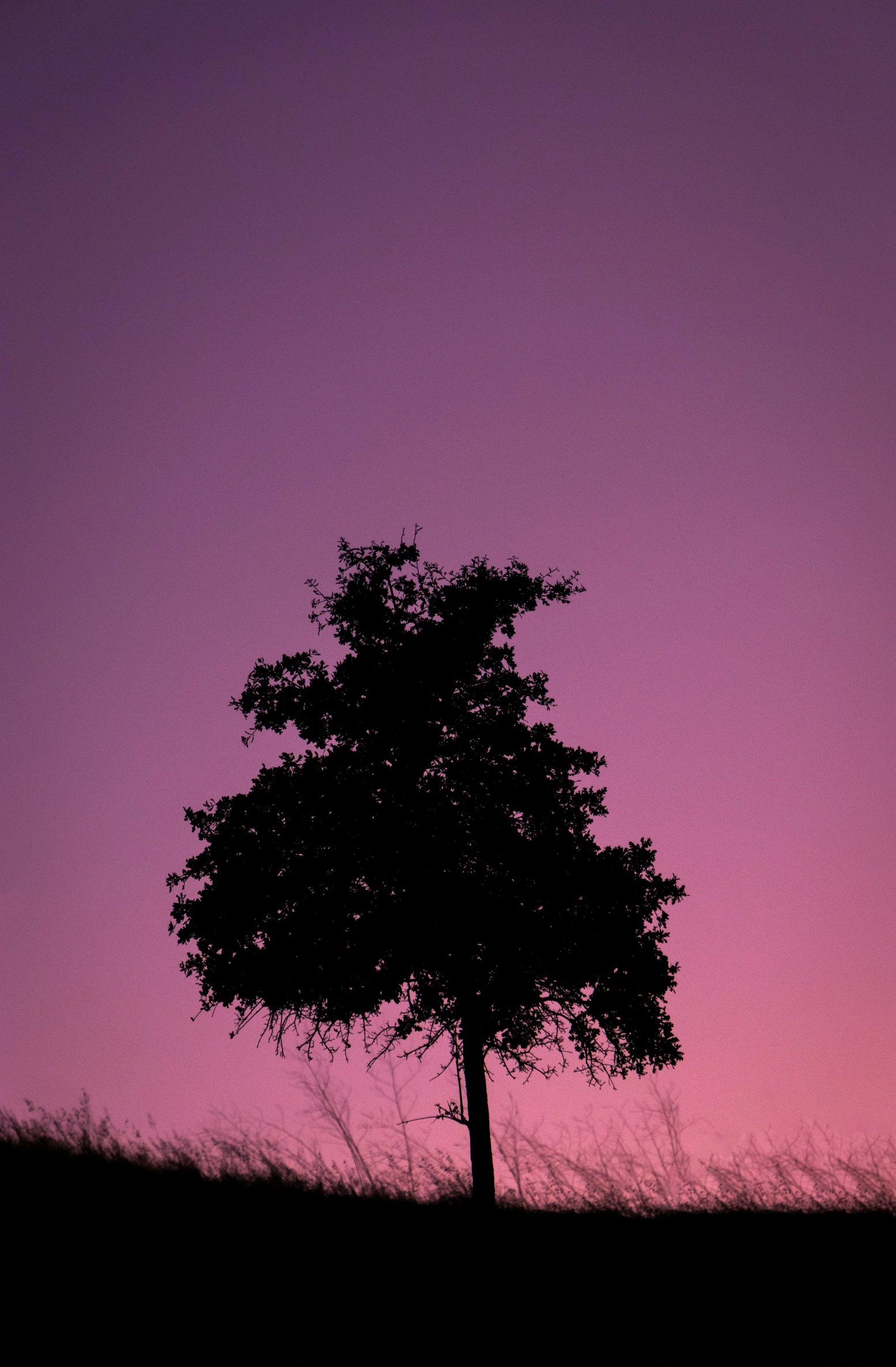a silhouette of a tree against an evening sky