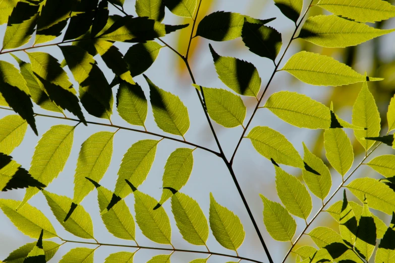 a group of green leaves with white sky in the background