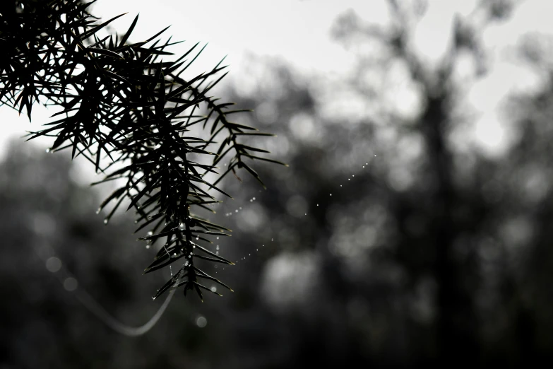 a black and white image of a spiky nch