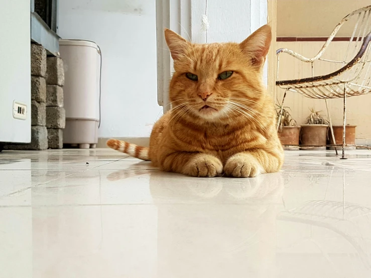an orange cat is sitting on the tile floor in front of the door