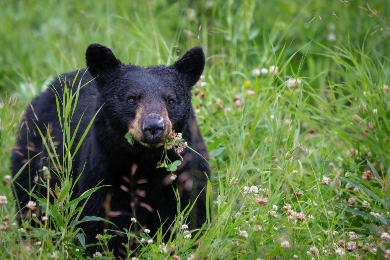 a bear is walking through some tall grass