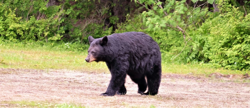 a black bear walking across a field near some bushes