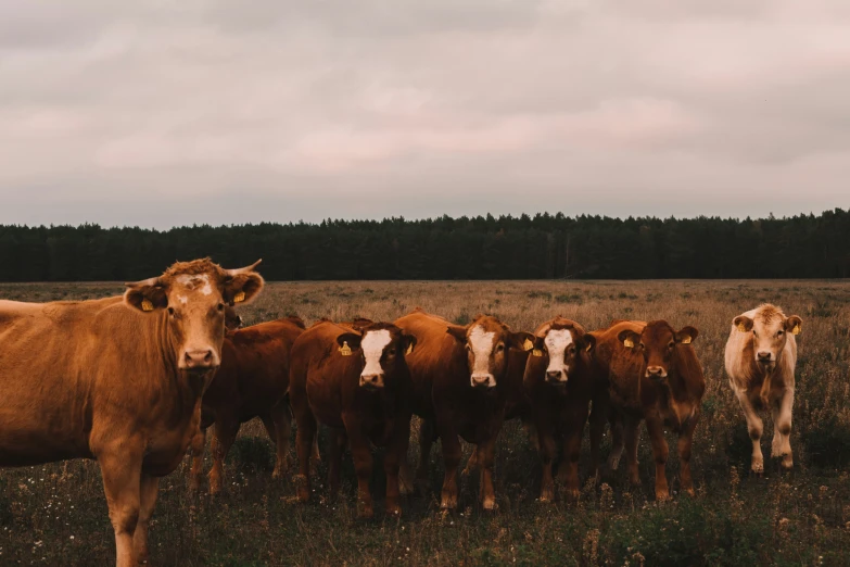 herd of cows in open area with brown grass