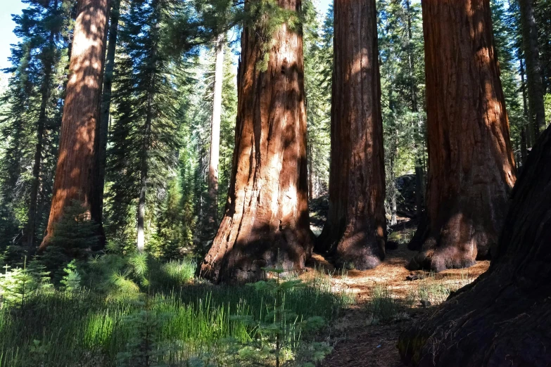 the trees in this area have a lot of moss on them