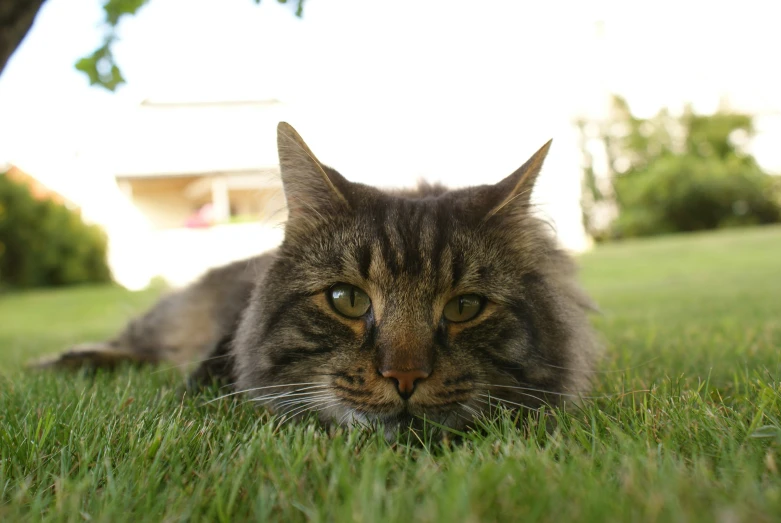 a cat lying on the grass in a yard