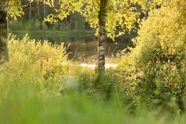 there is a forest filled with trees and weeds