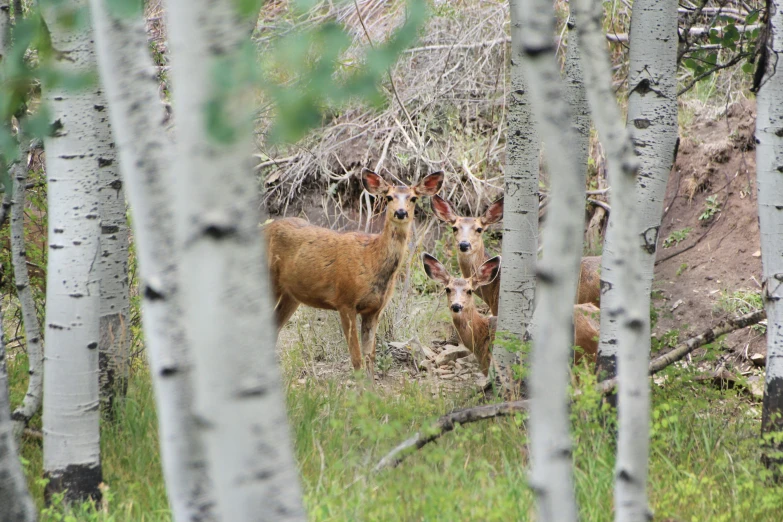 two deer standing in the woods staring at each other