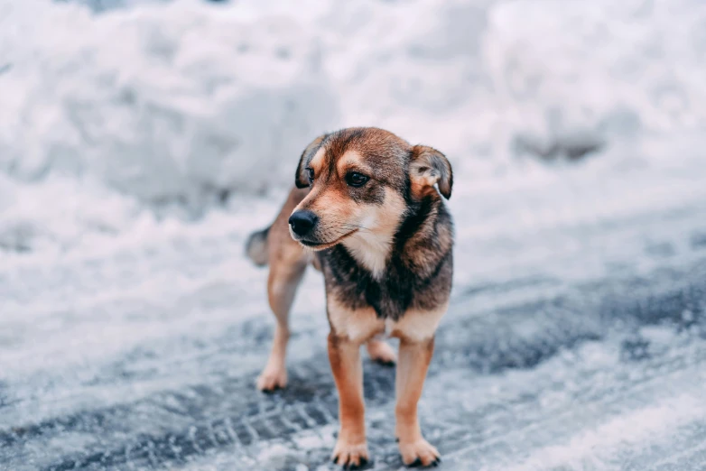 a dog is standing on an icy surface