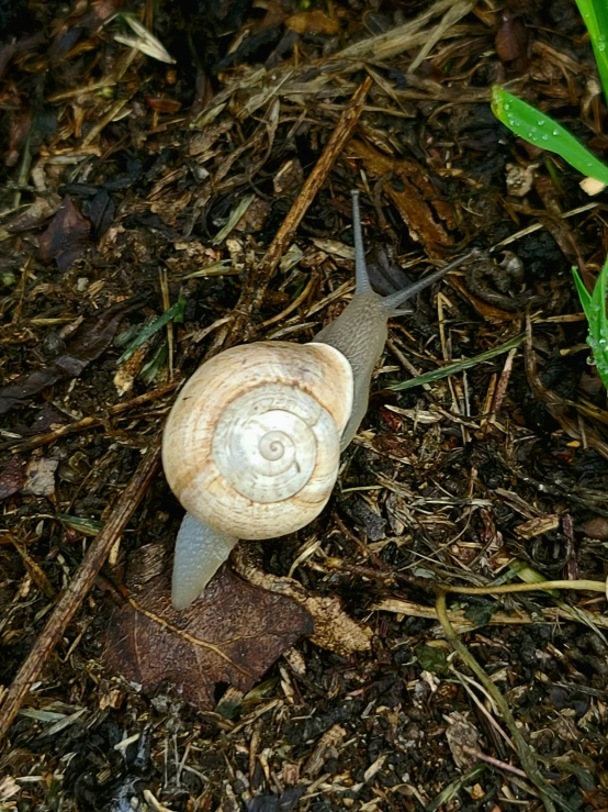 a small snail is seen crawling on the ground