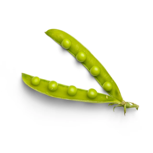 a single peas pod with white polka dots and one bud in the end