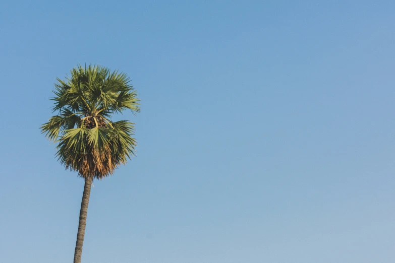 a single palm tree is standing in the sun