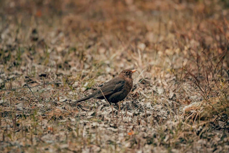 a brown bird in the middle of a field