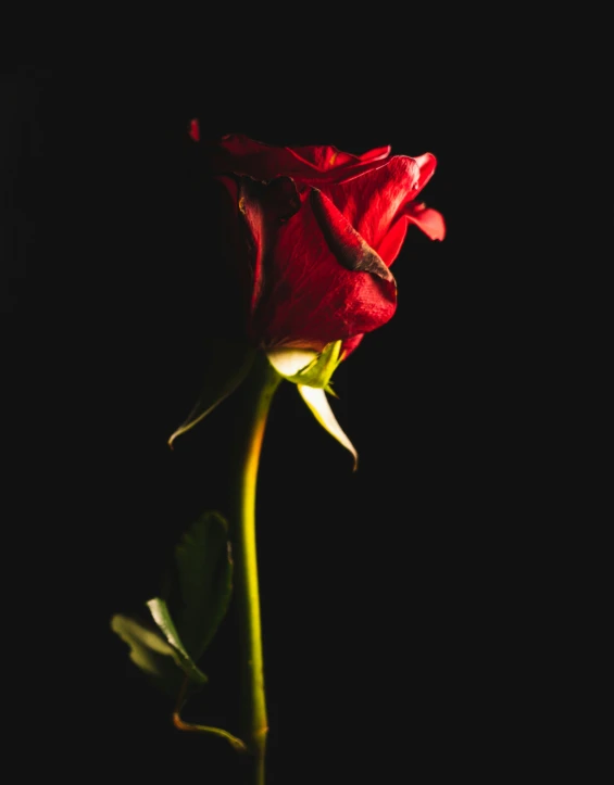 an orange colored rose is shown on a black background