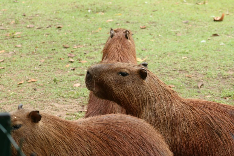 a few capybaras are sitting outside in the sun