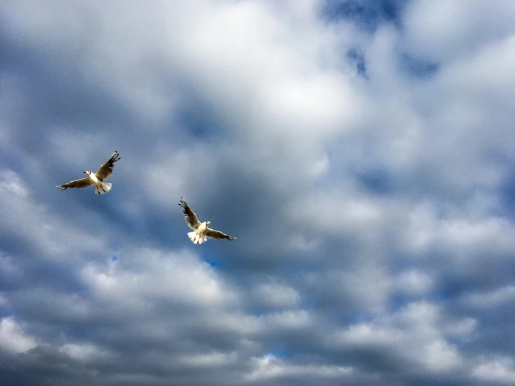 two birds flying high up in the sky