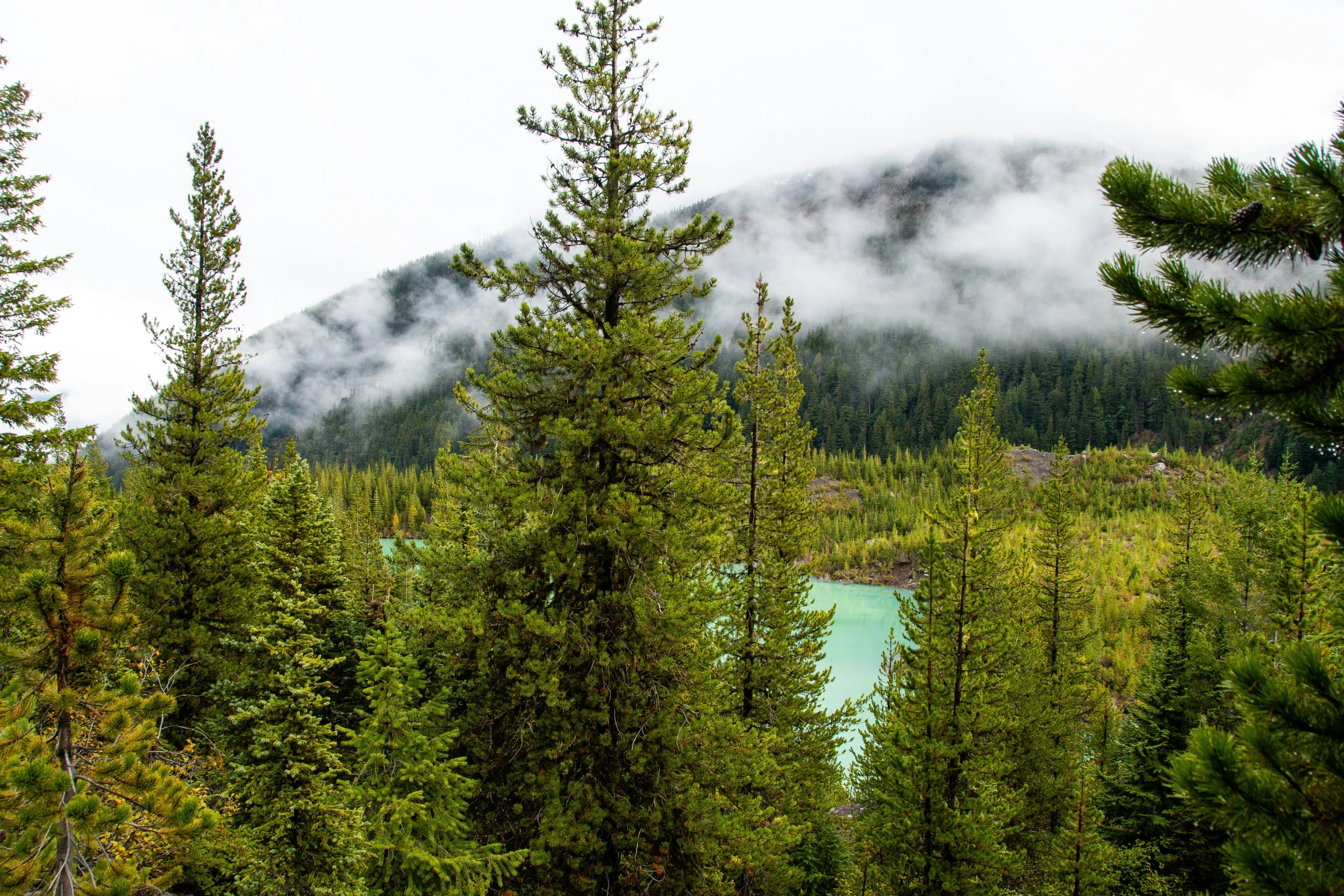 a green lake surrounded by tall pine trees and mountains