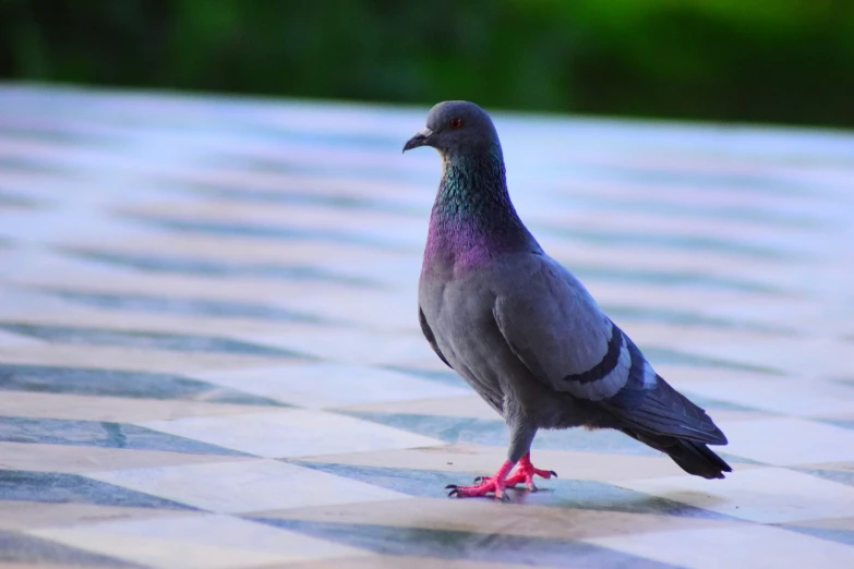 a pigeon standing on top of a checkered table