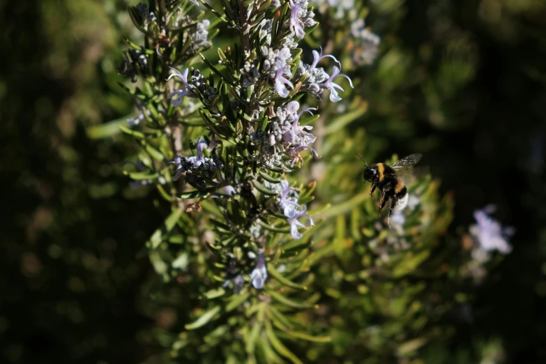 a large yellow and black bee flying through purple flowers