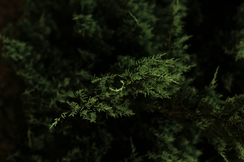 very dark background with tree nches with no leaves