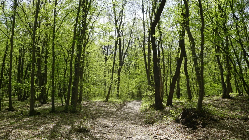 a pathway is leading through the forest to a bench