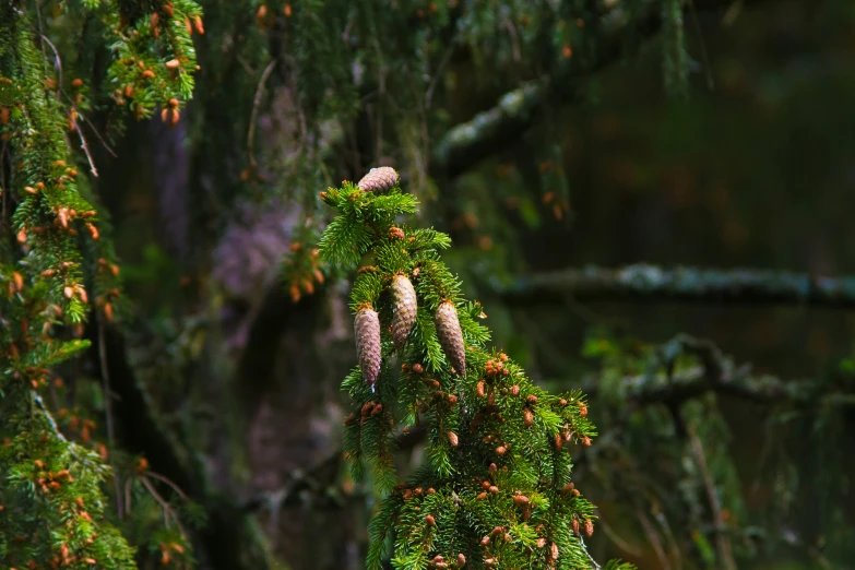 a tree covered with lots of green and pink flowers