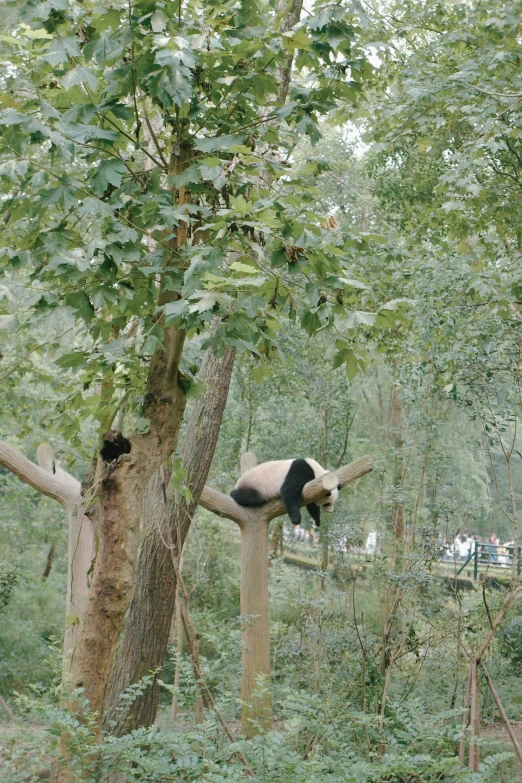 panda in trees near walkway and people walking nearby