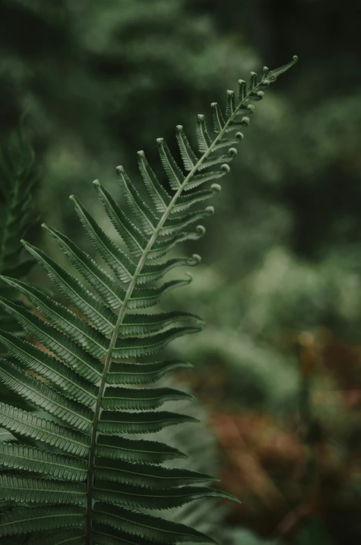 a green plant that has long leaves in front of some trees