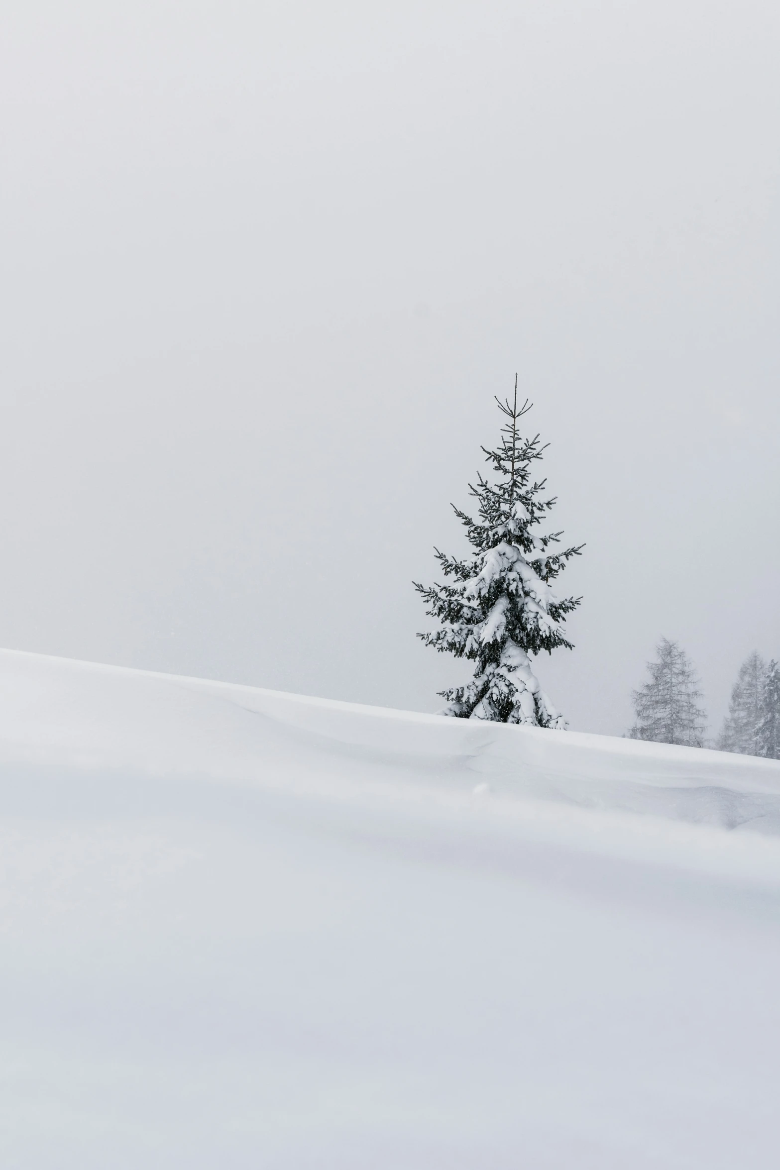 the small pine tree is standing alone in the snow