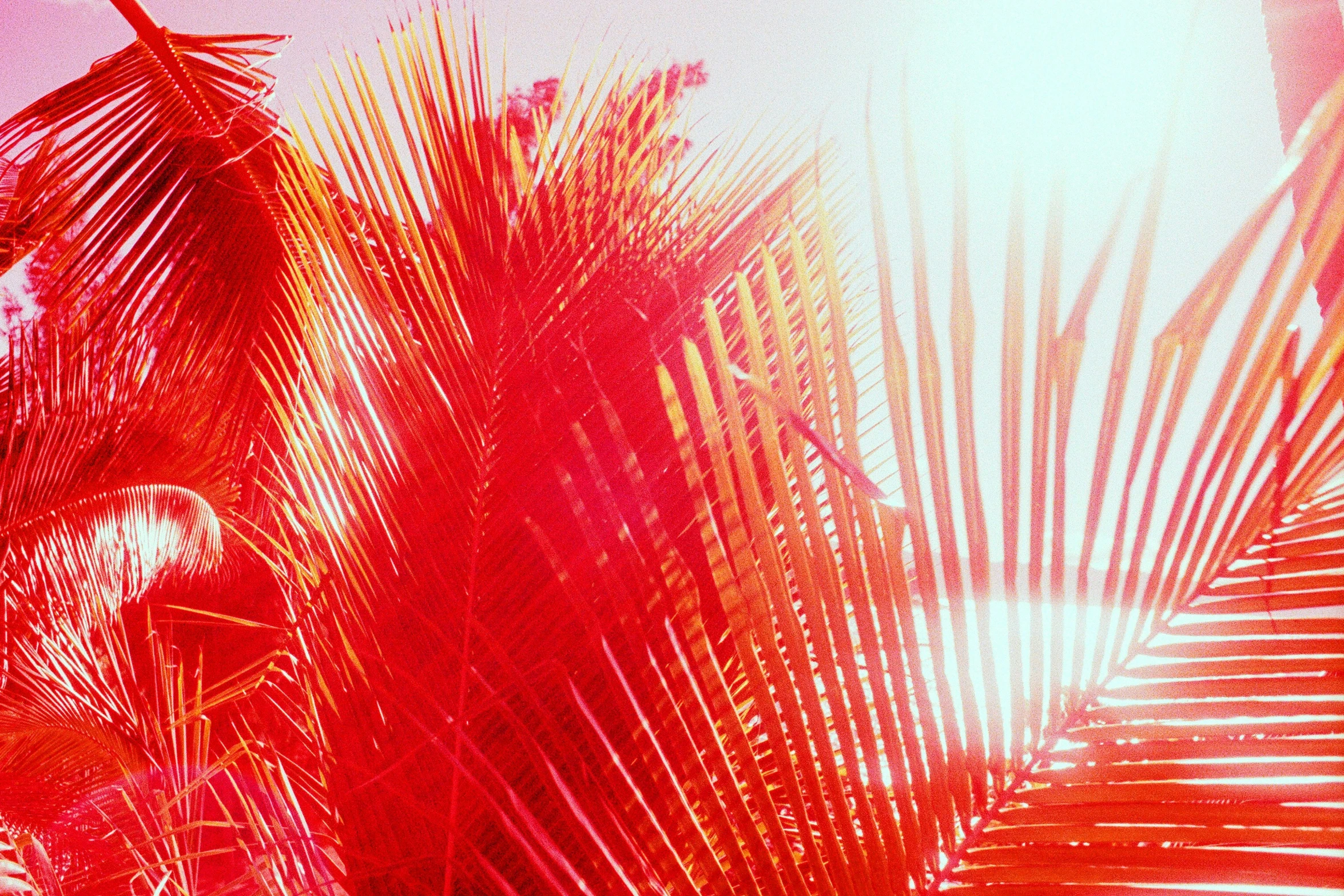 a palm tree leaves are illuminated in the sunlight