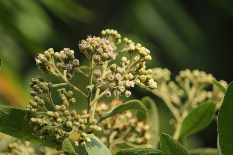 closeup of buds and leaves with water in the background