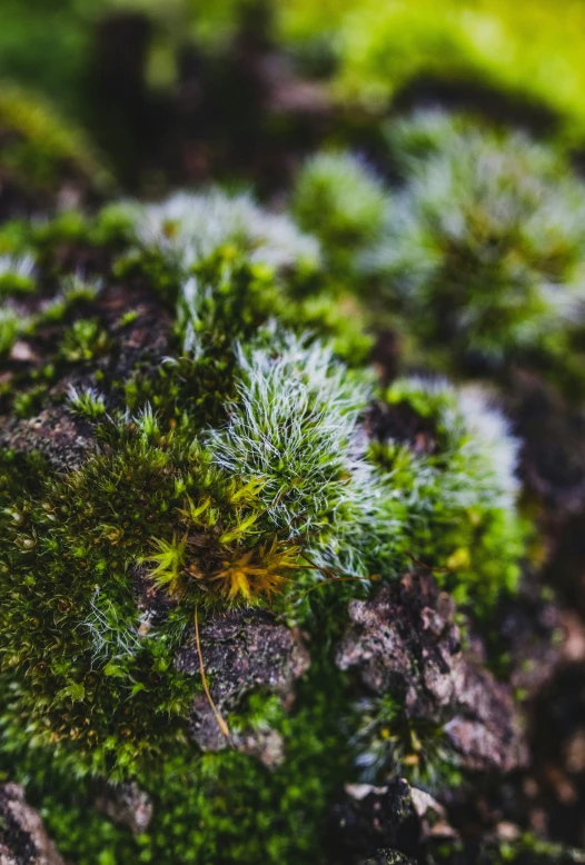 a small plant sits on the ground