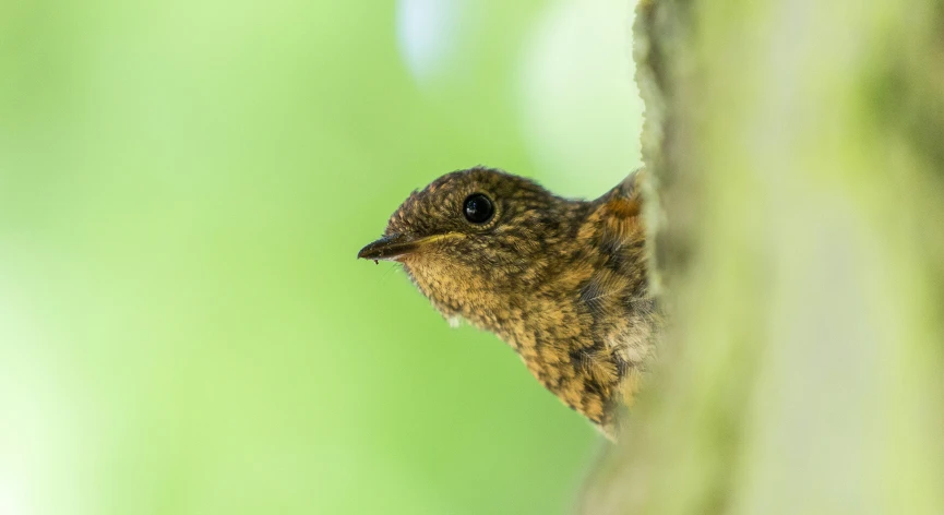 a small brown bird that is sitting on a tree nch